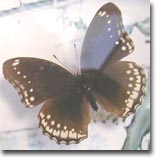 リュウキュウムラサキ メス